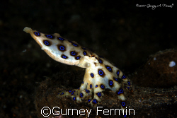 blue ring octopus, the very first time i saw this in person. by Gurney Fermin 